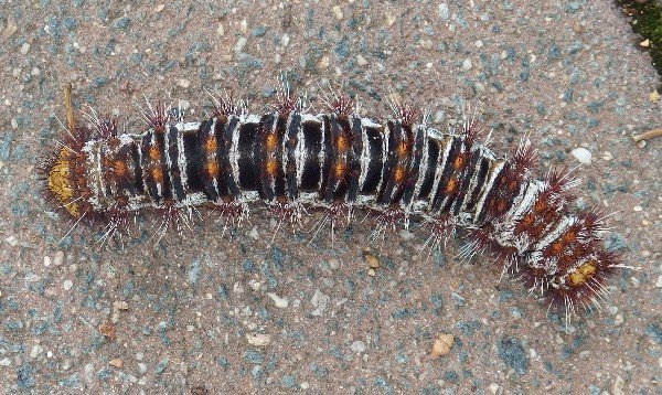 P1110319_Foley_Caterpillar_600.JPG