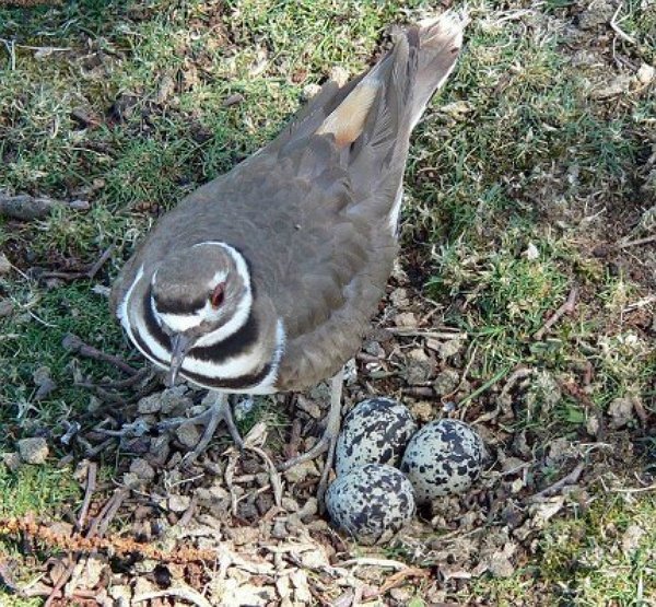 Burnett_Killdeer.jpg