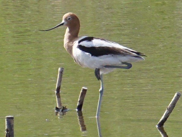 DSC00949_Avocet_600_2.JPG