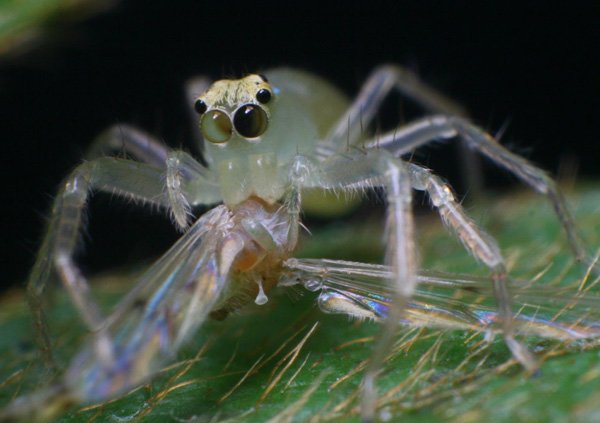 Denelsbeck.Lyssomanes_viridis.jpg