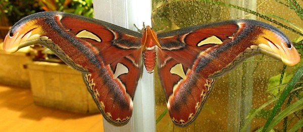 Diogenes.Attacus_atlas_male.jpg