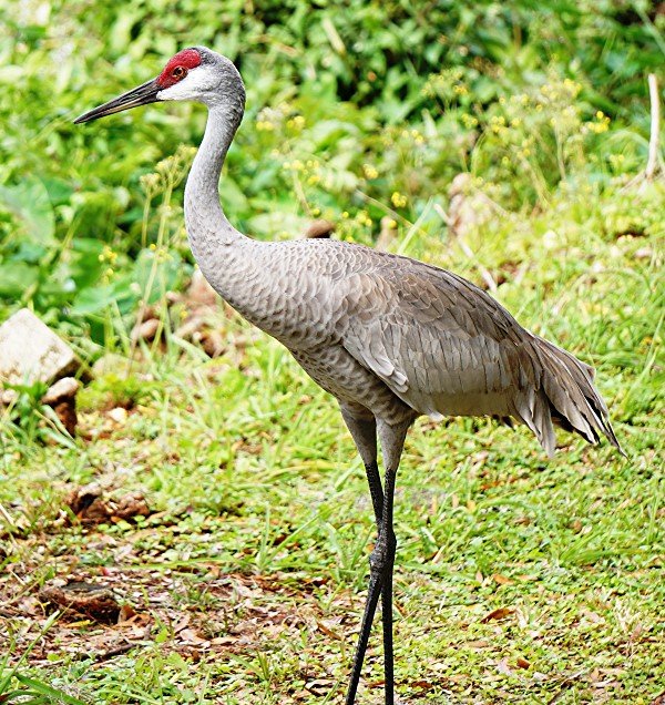 Dullien_Sandhill_Crane_600.JPG