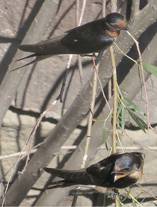 IMG_1089_Barn_Swallow_600.JPG