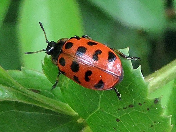 IMG_1408_Lady_Bug_Chrysomela_600.jpg