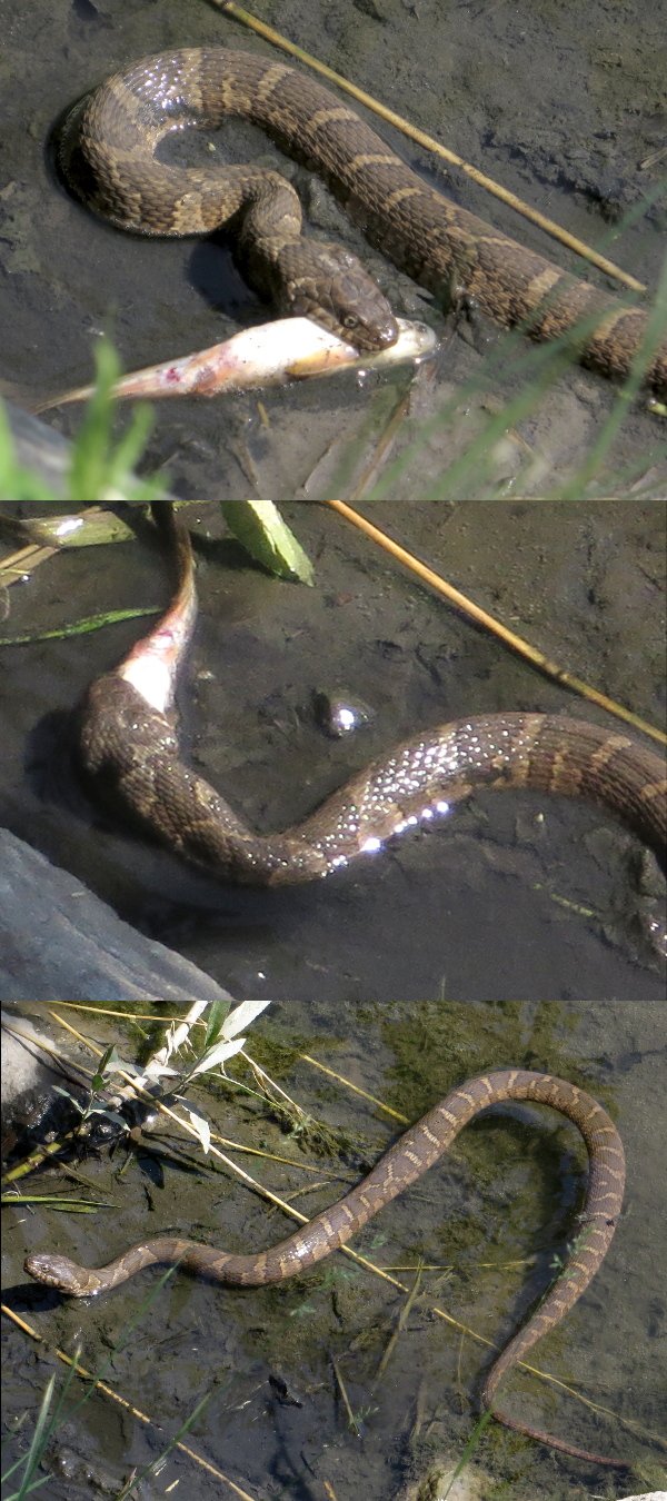 IMG_1592_Snake_Montage_600.jpg