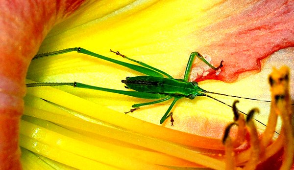 Meiss.Katydid_Nymph.jpg