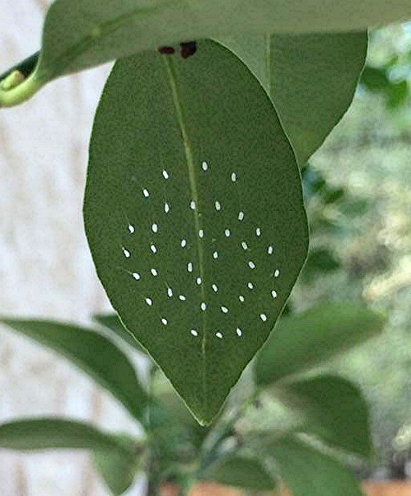 Susan_Lacewing_Eggs_600.jpg