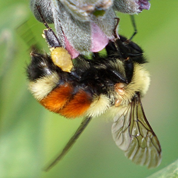 Hunt's bumblebee