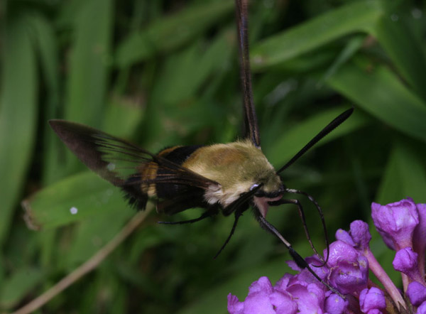 Pentatomidae