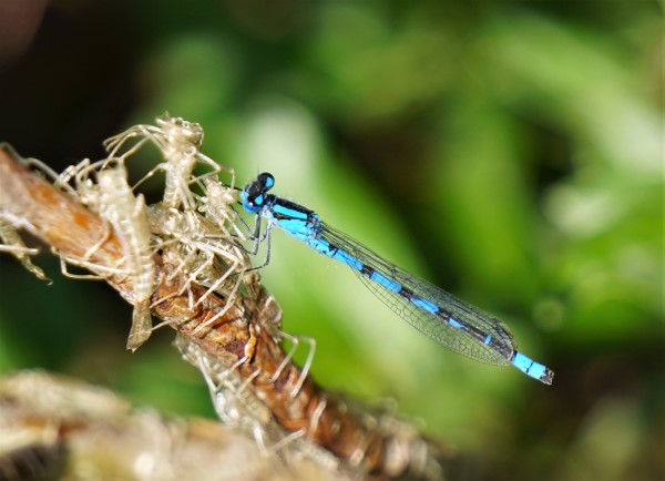 Damselfly