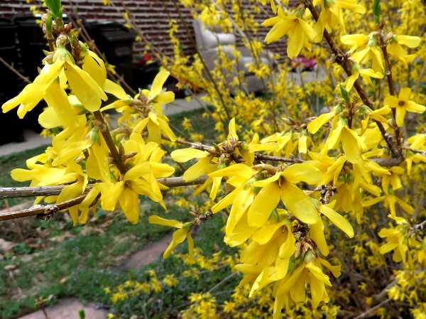 Forsythia