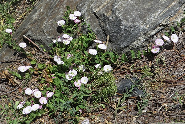 Field bindweed