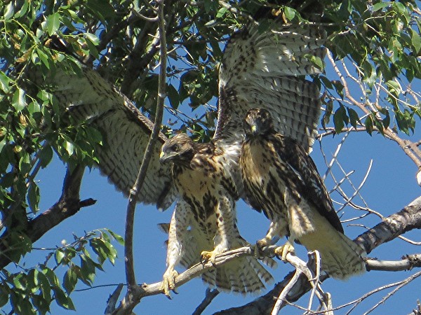 Red-tailed hawk