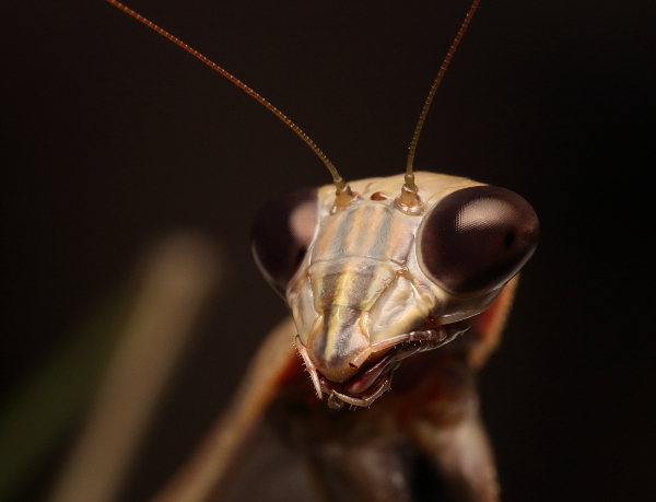 Praying mantis