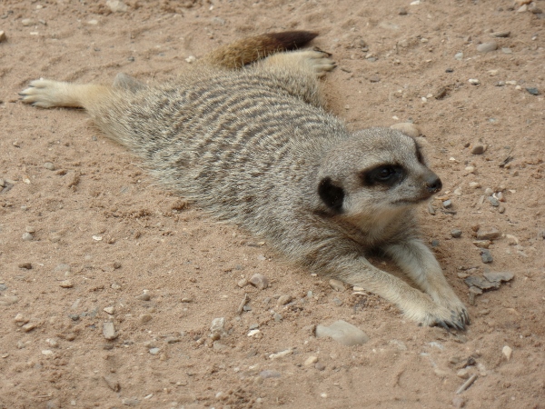 Meerkat