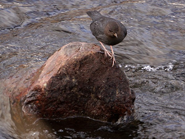 American Dipper