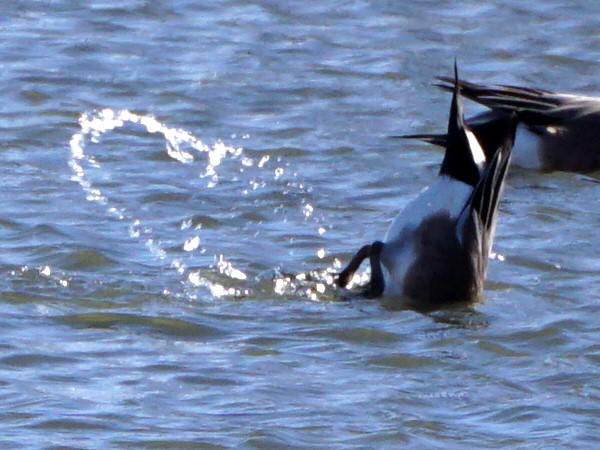 Wigeon