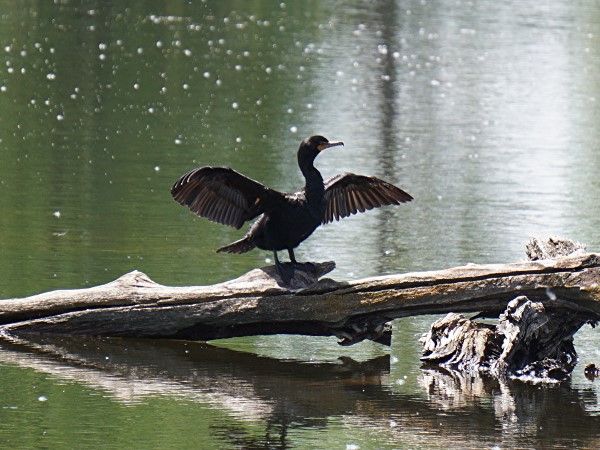 Cormorant