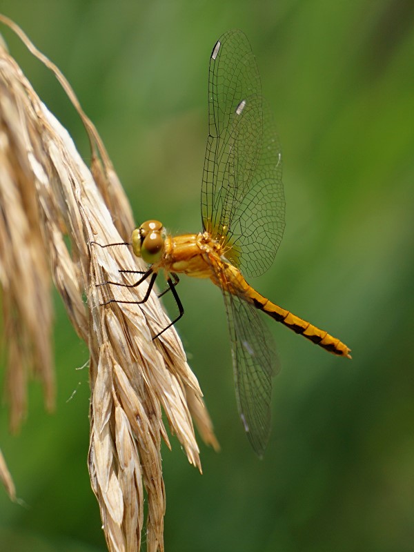 Dragonfly