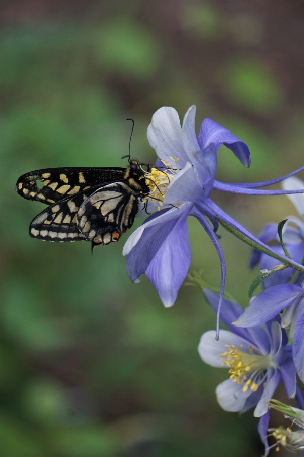 Swallowtail