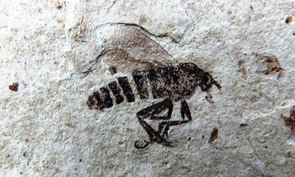 Fossil wasp