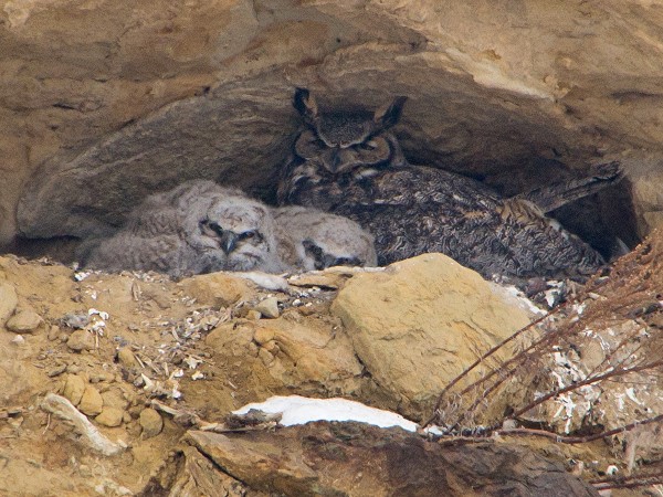 Great Horned Owls