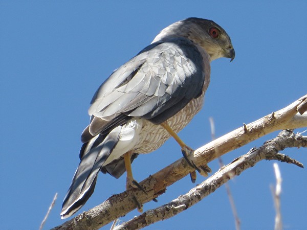 Cooper's hawk