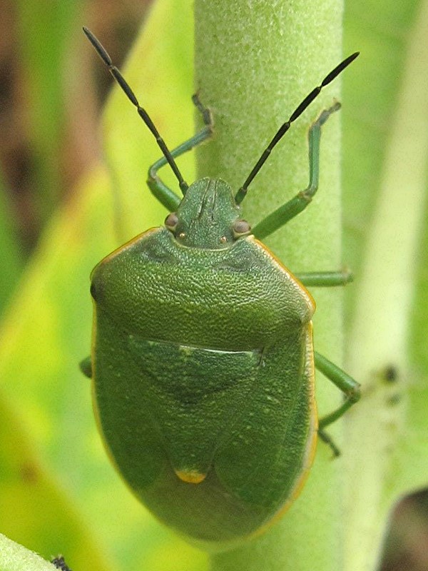 Stink bug