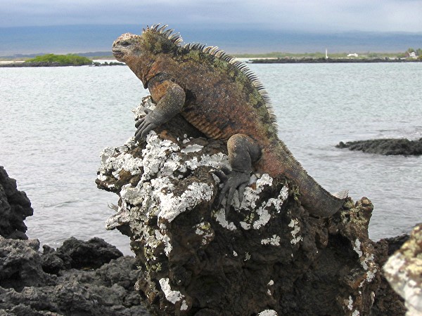 Iguana