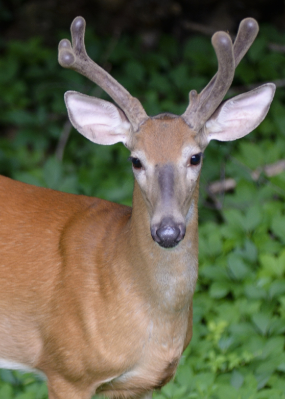 Odocoileus virginianus