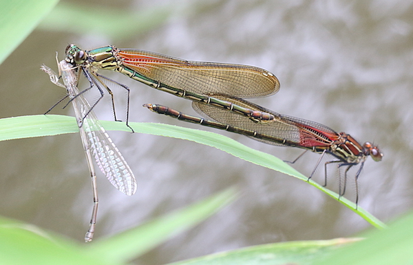 Damselflies