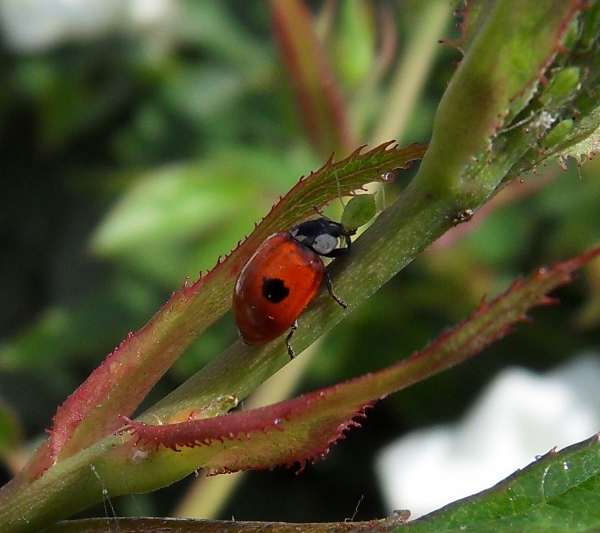 Ladybird beetle