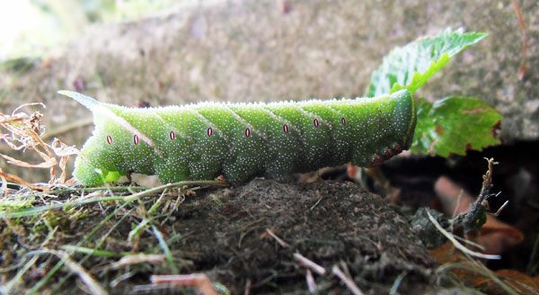 Caterpillar