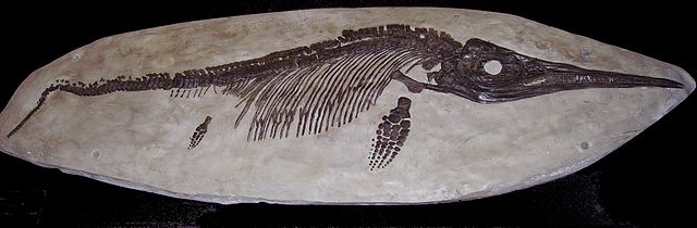 Ichthyosaurus fossil