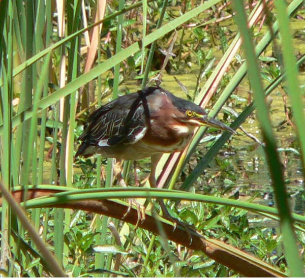 Green heron