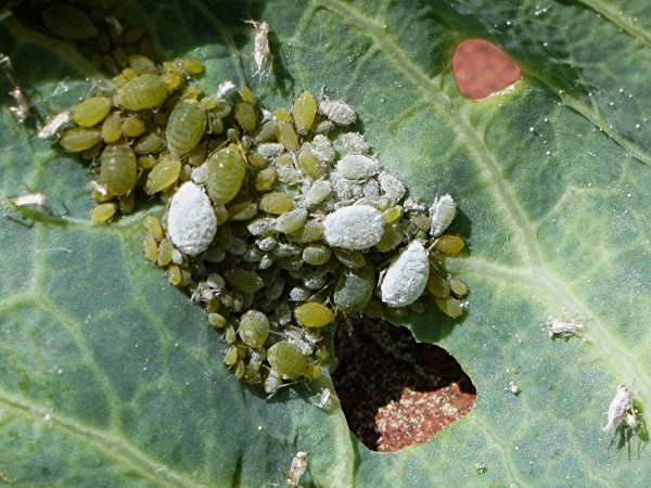 Aphids