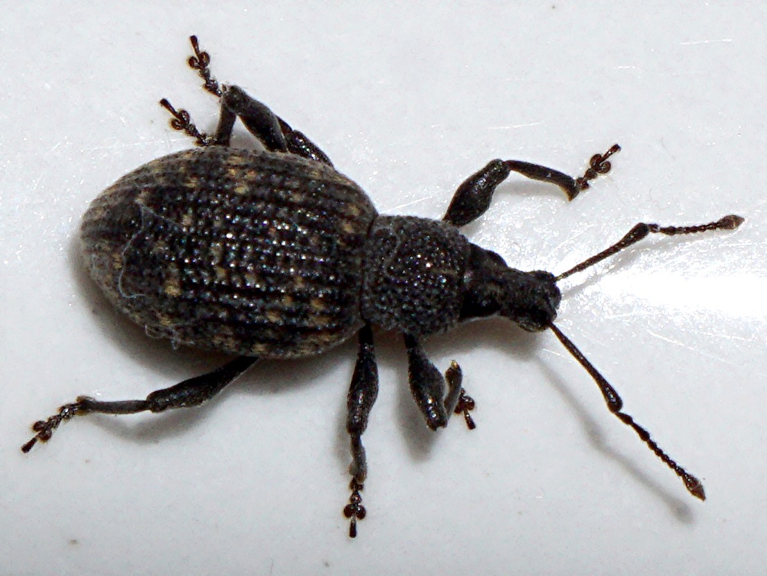 Black vine weevil