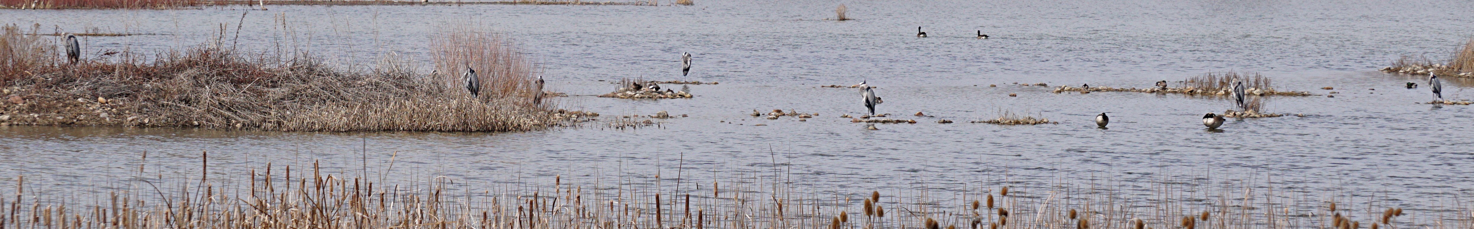 Great blue heron