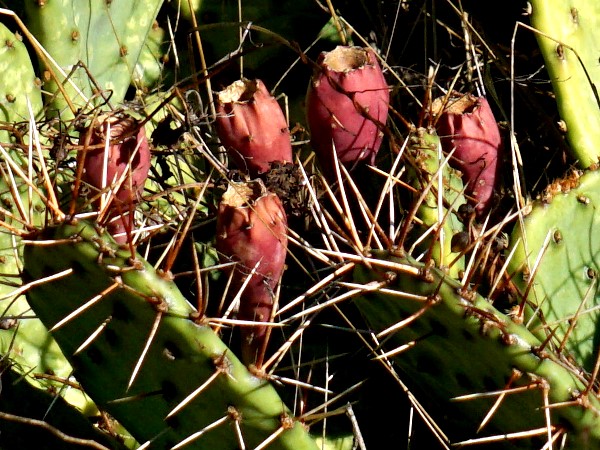 Prickly pear cactus