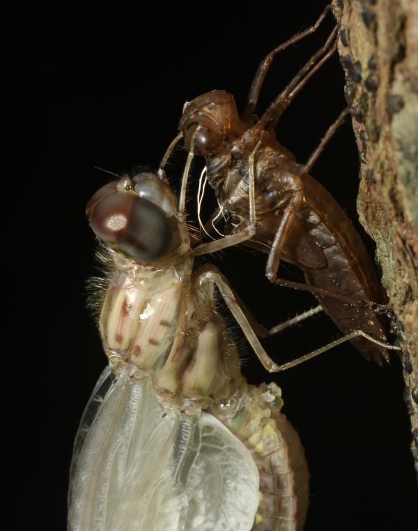 Dragonfly molting