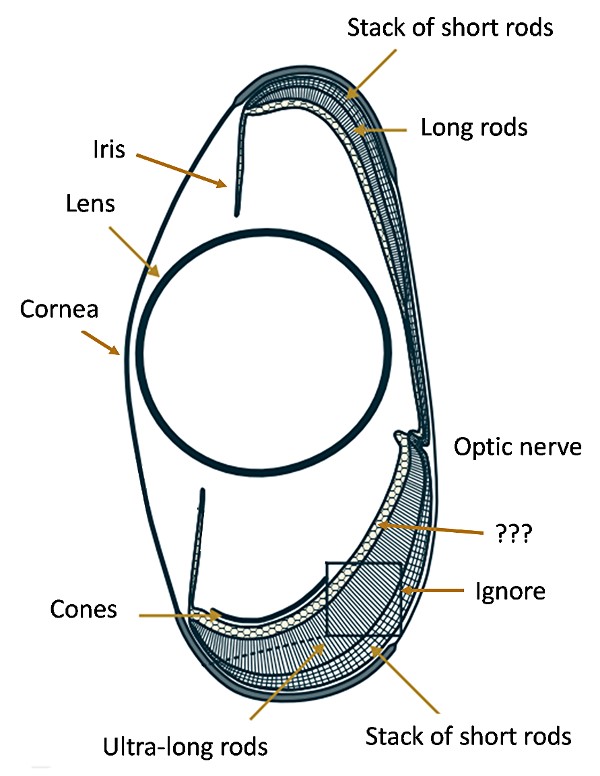 Eye cross section