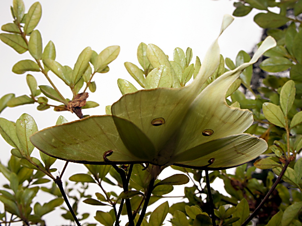 Luna moth