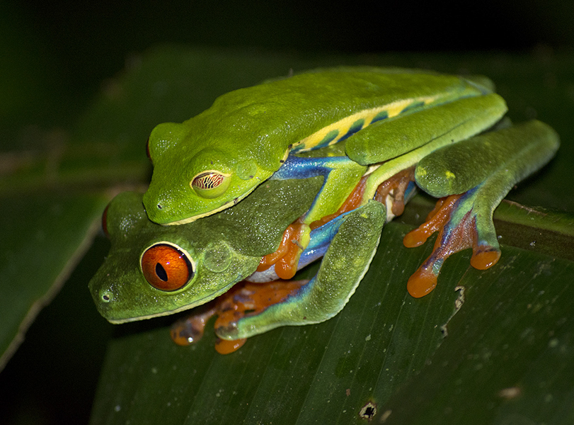 Red-eyed tree frog