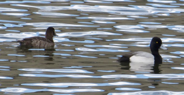 Pair of scaups