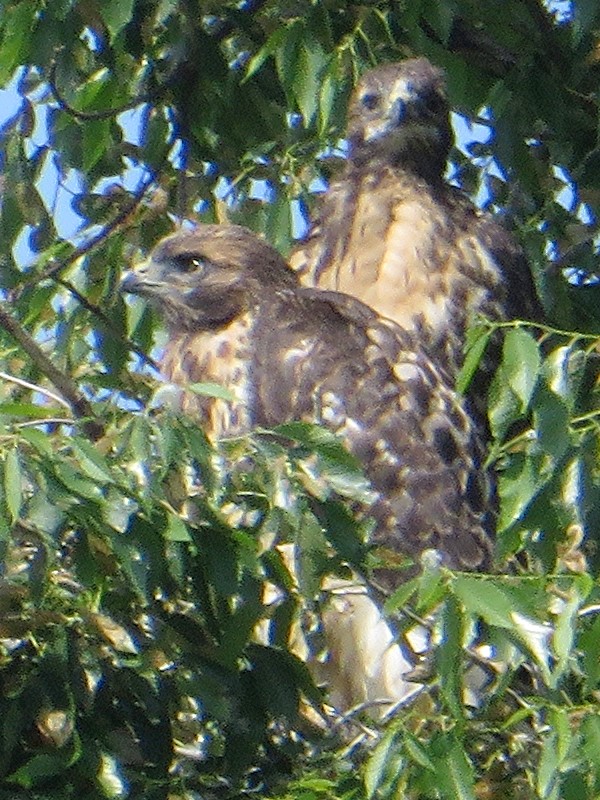 Red-tailed hawk