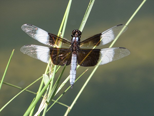 Widow skimmer dragonfly