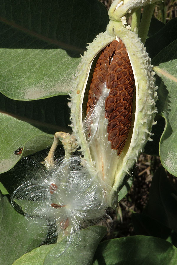 Milkweed