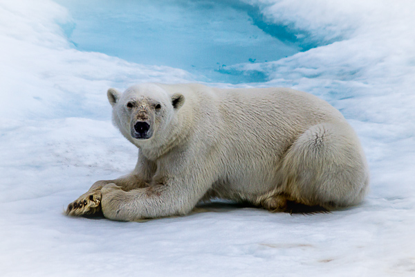 Polar bear