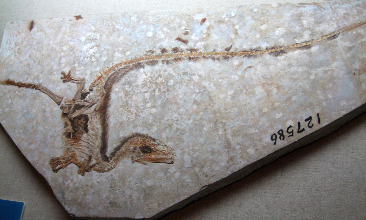 Sinosauropteryx