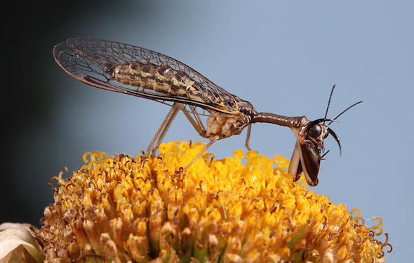 Mantid fly